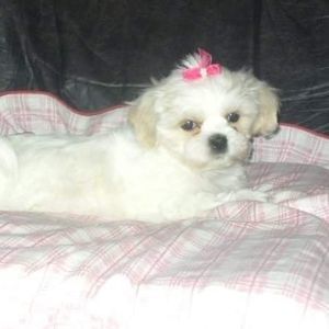 Meet your Posher, Debbie